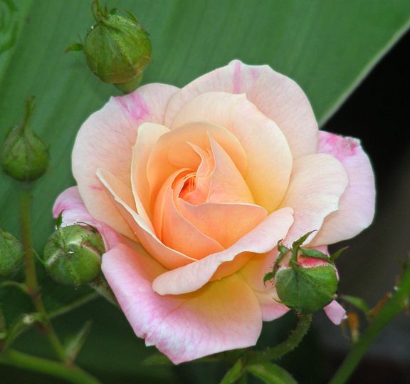 Pinocchio photo pin2014_08020013_zpse219b6e9.jpg